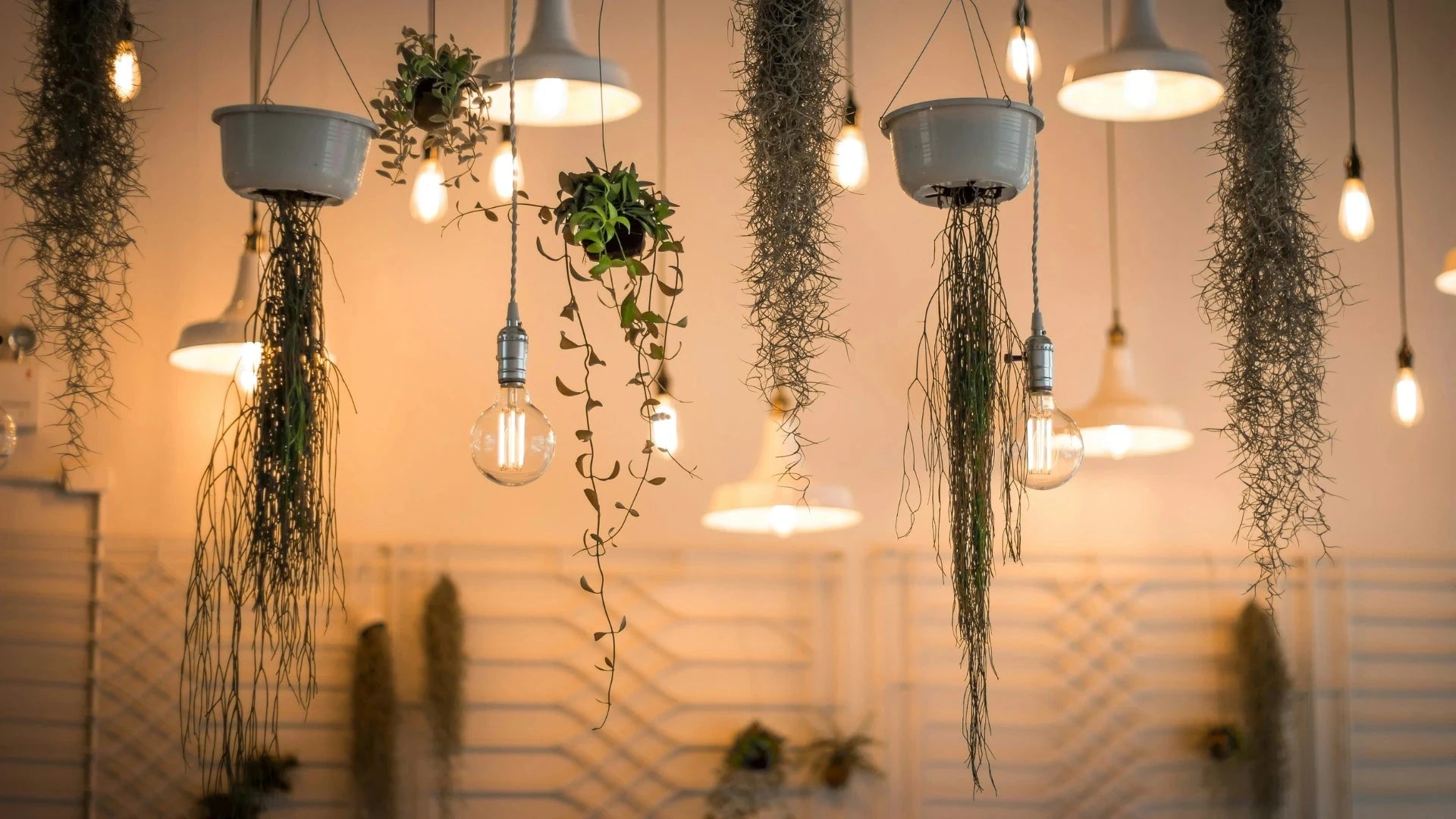 suspensions et verdure la maison de la lumière